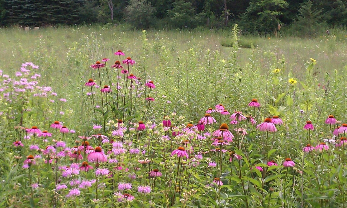 Stockholm Other | Sweet Haven 4 Bedroom, Wildflower Meadow, Woods, Trails, Charming Stockholm, WI
