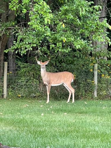 Valparaiso House | Wandering Whitetail Estate - Indiana Dunes - Valpo U - Pet Friendly