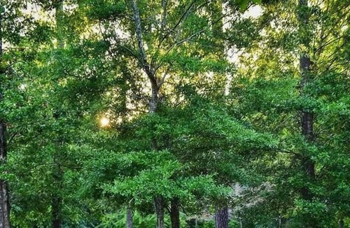 Mandeville RV Rental | Tentrr State Park Site - Louisiana Fontainebleau State Park - Pond View E - Sing