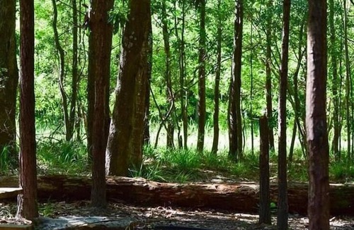 Mandeville RV Rental | Tentrr State Park Site - Louisiana Fontainebleau State Park - Pond View F - Sing
