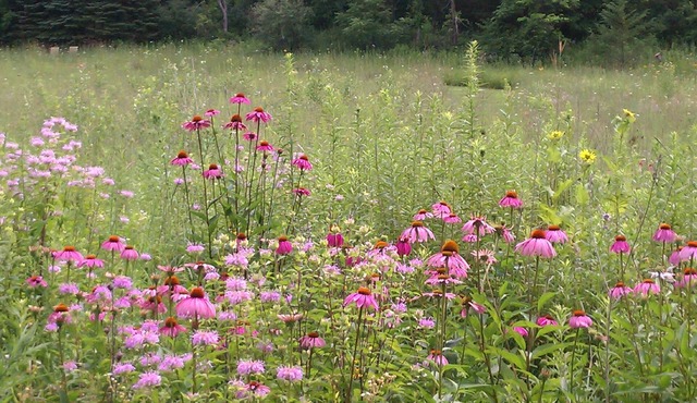 Sweet Haven 4 Bedroom, Wildflower Meadow, Woods, Trails, Charming Stockholm, WI