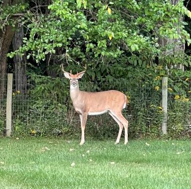 Wandering Whitetail Estate - Indiana Dunes - Valpo U - Pet Friendly