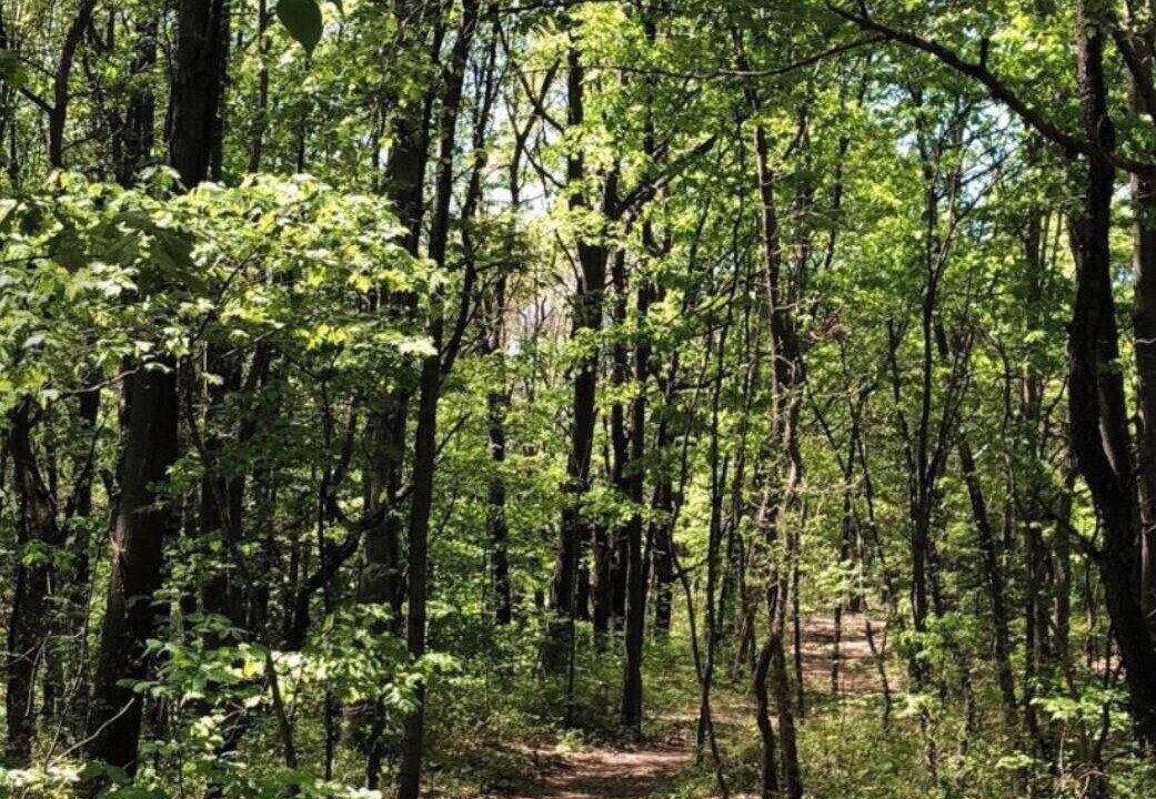 Photo of Outdoor in South Haven