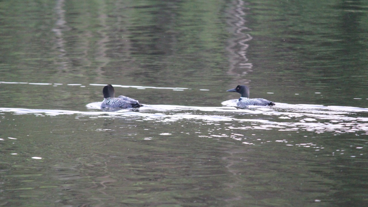 Photo of Outdoor in Lake