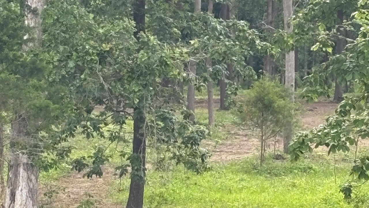 Photo of Outdoor in Scheller