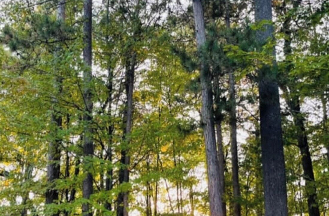 Photo of Others in Athelstane