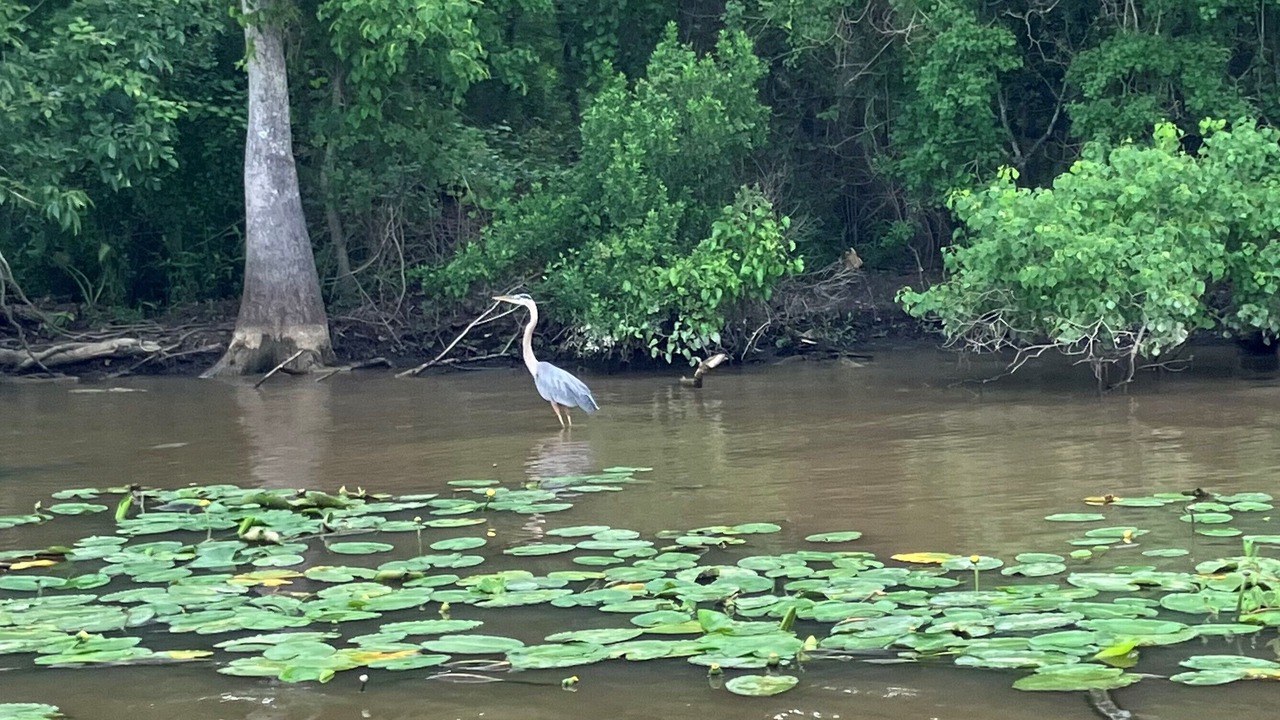 Photo of Others in Maurepas