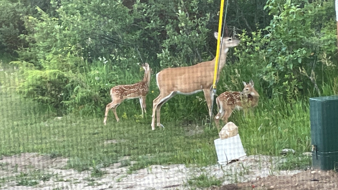 Photo of Others in Ephraim